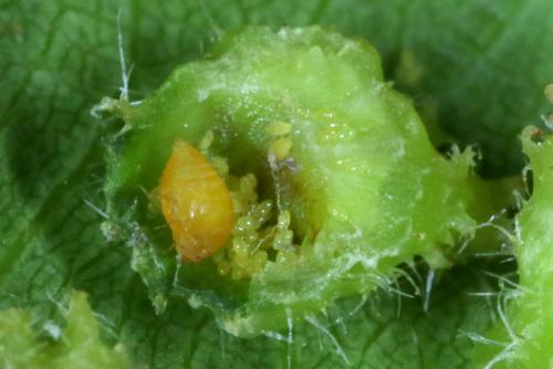 Réf. 263 322 : Daktulosphaira vitifoliae